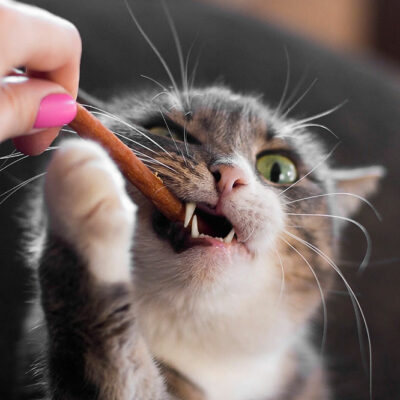7 Easy Tips to Pick Healthy Cat Treats
