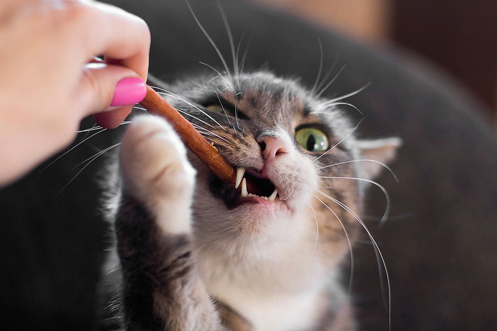 7 Easy Tips to Pick Healthy Cat Treats