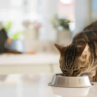 4 Tips to Improve a Cat’s Eating Habits