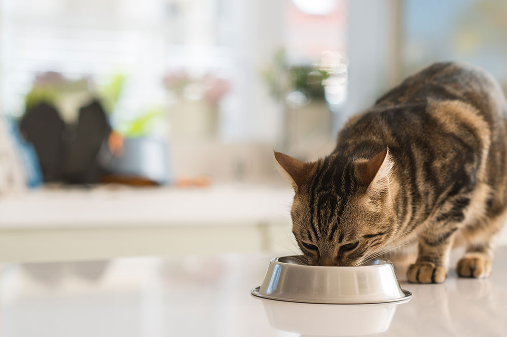 4 Tips to Improve a Cat’s Eating Habits