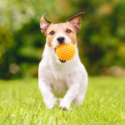 5 Popular Pet Toys