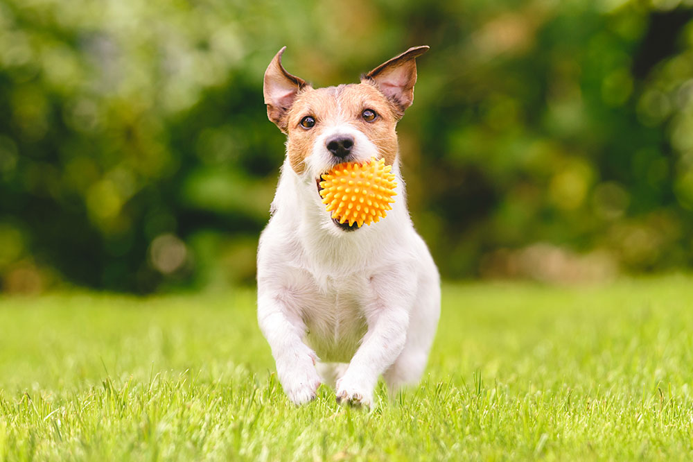 5 Popular Pet Toys