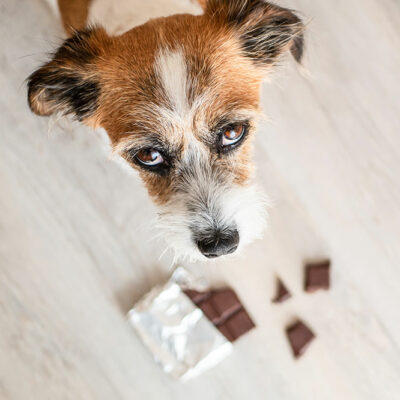 6 Dangerous Foods for Dogs