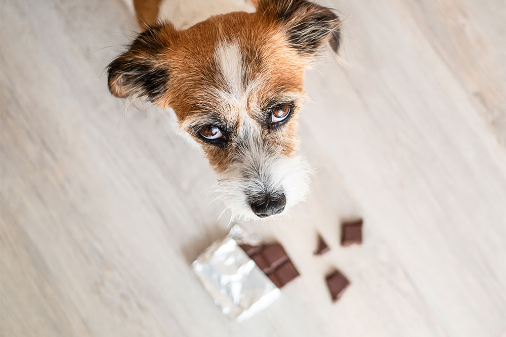 6 Dangerous Foods for Dogs