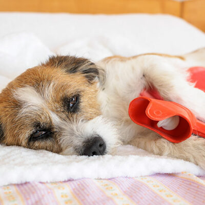 Top 5 Dog Foods for Sensitive Stomachs