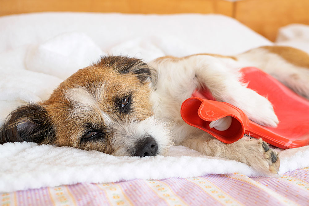 Top 5 Dog Foods for Sensitive Stomachs
